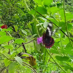 Ovalekar Wadi Butterfly Garden