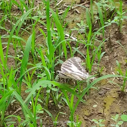 Ovalekar Wadi Butterfly Garden