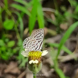 Ovalekar Wadi Butterfly Garden