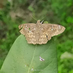 Ovalekar Wadi Butterfly Garden