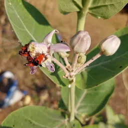 Ovalekar Wadi Butterfly Garden