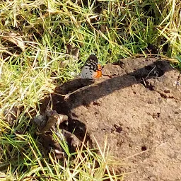 Ovalekar Wadi Butterfly Garden