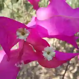 Ovalekar Wadi Butterfly Garden