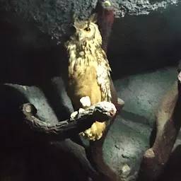 Owl Enclosure