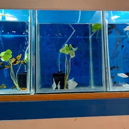 P.v Aquarium