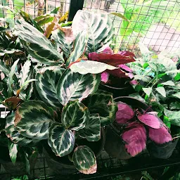 Padma Orchid and Indoor Plants