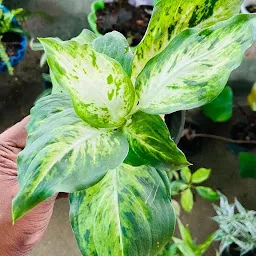 Padma Orchid and Indoor Plants