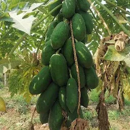 Padmavathi Fruit Products