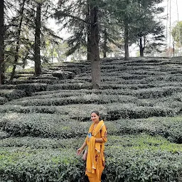 Palampur Tea Gardens