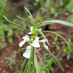 Panchavati Garden