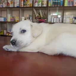 Panchkula Dog Clinic