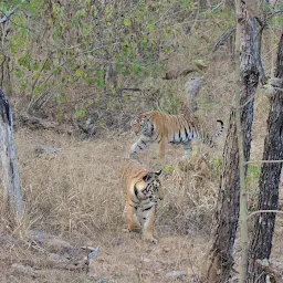 Panna Tiger Safari