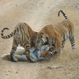 Panna Tiger Safari