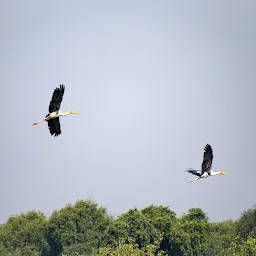 Paradise for Migratory birds