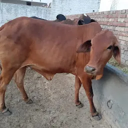 Parkash Dairy Farm