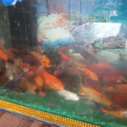 Parmar fish aquarium