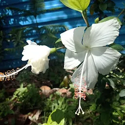 Parveen Hospital Garden