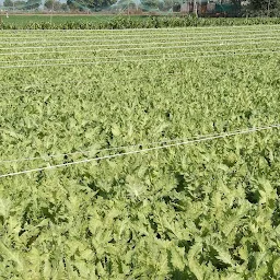 Patidar krashi farm