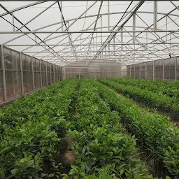 PAU Citrus Nursery (College Orchard)