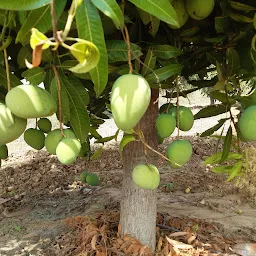 Pavani Hybrid Seeds