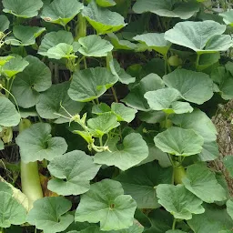 Pavani Hybrid Seeds