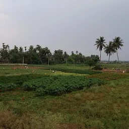 Peddipalem Village View