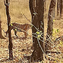 Pench National Park, MP