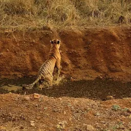 Perched In Paradise (Nature Photography & Jungle Safaris - Online Bookings)