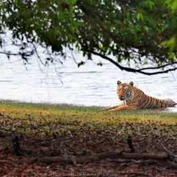 Perched In Paradise (Nature Photography & Jungle Safaris - Online Bookings)