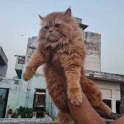 Persian Cat in Budaun