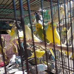 Pet Market