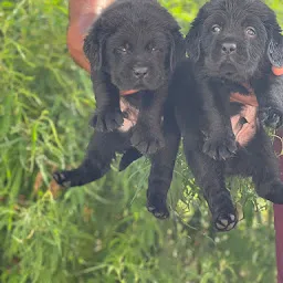 Pet Shop Dog Breeder Dog Hostel