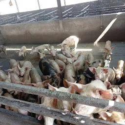 Pig Farm (Ankush Farms)