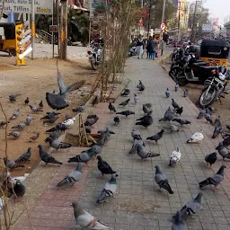 Pigeon Feeding Point