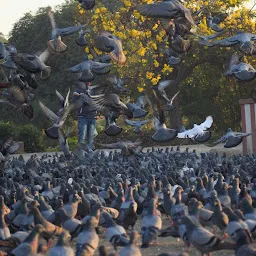 Pigeon Park