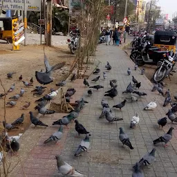 Pigeon Park