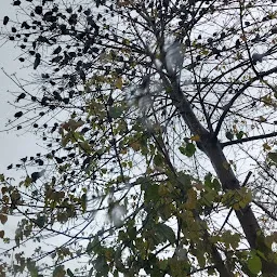 Pigeon Tree