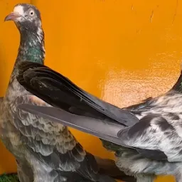 Pigeon Worldwide