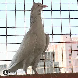 Pigeon Worldwide