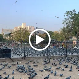 Pigeons Feeding