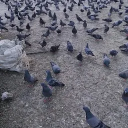 Pigeons P