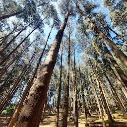 Pine Forest Ooty