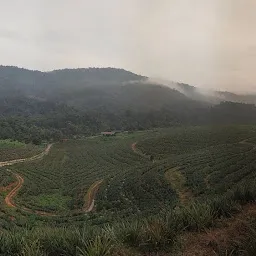 Pineapple Valley
