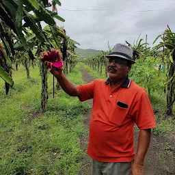 Pingale Dragon fruit Farm