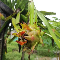 Pingale Dragon fruit Farm