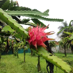 Pingale Dragon fruit Farm