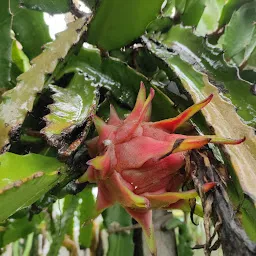 Pingale Dragon fruit Farm