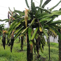 Pingale Dragon fruit Farm