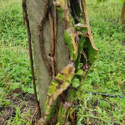 Pingale Dragon fruit Farm