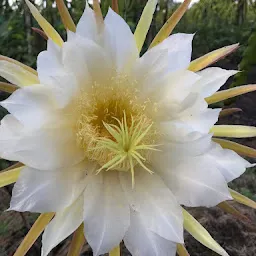 Pingale Dragon fruit Farm